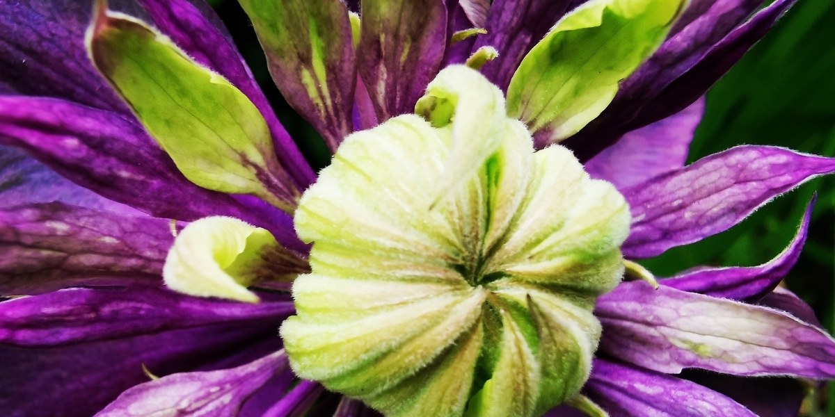 Clematis (Waldrebe)