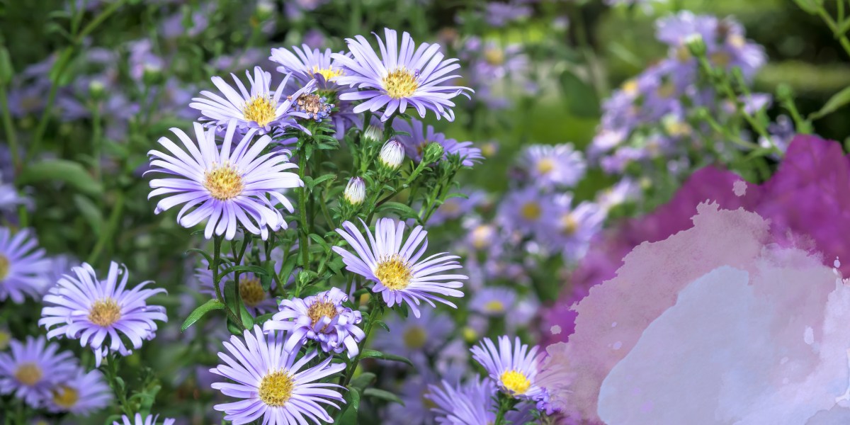 Kühle blau & violett Beet-Ideen