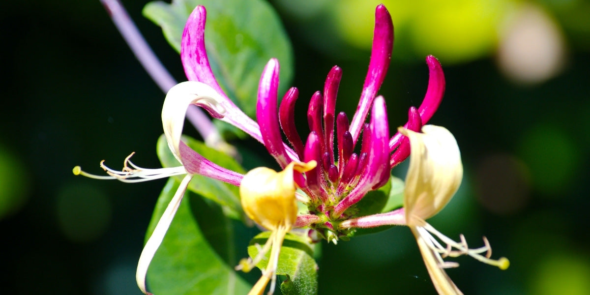 Lonicera