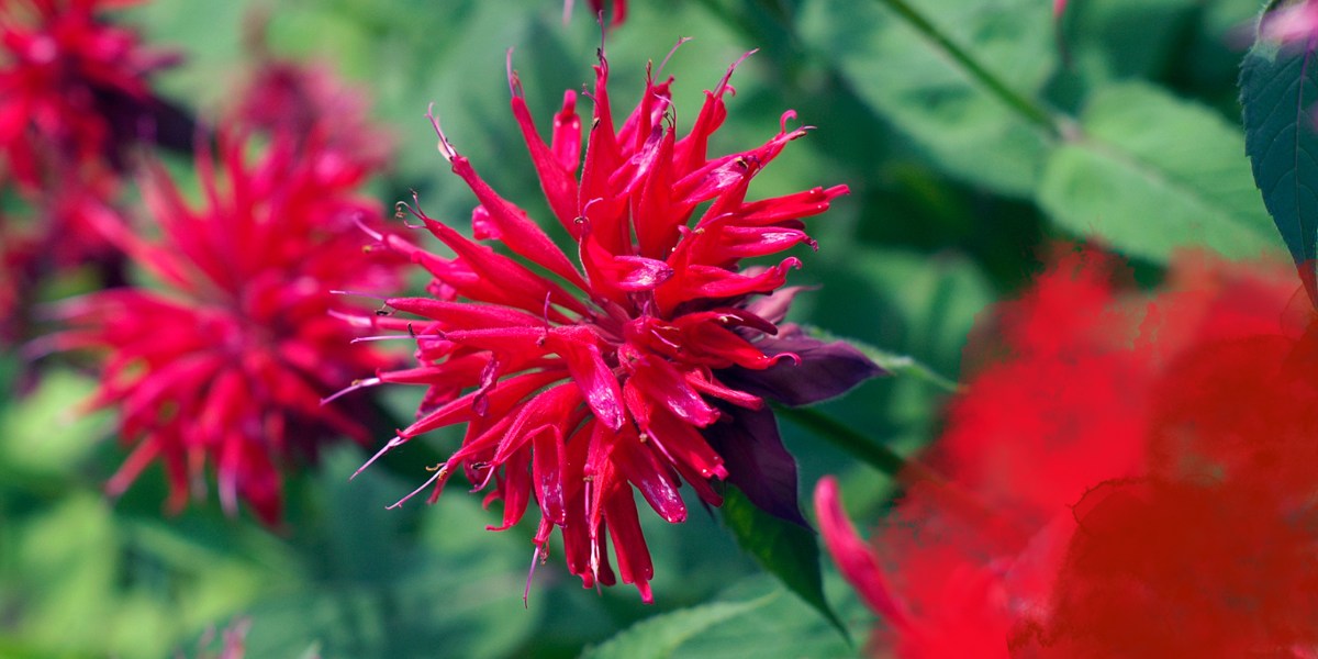Samtige dunkelrot & rote