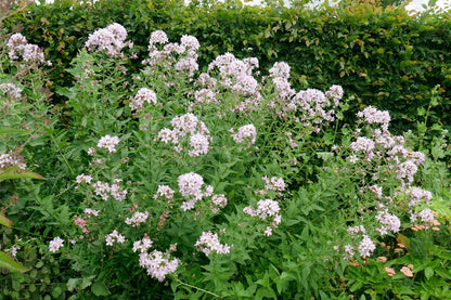 Campanula lactiflora 'Loddon Anne' (Dolden-Glockenblume)