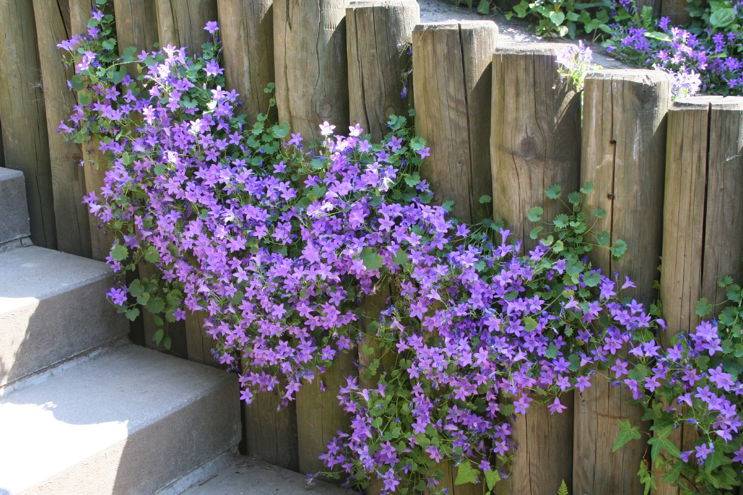 Campanula portenschlagiana 'Birch' Polster-Glockenblume