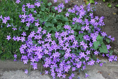 Campanula poscharskyana 'Blauranke' (Hängepolster-Glockenblume) – Gräfin von Zeppelin
