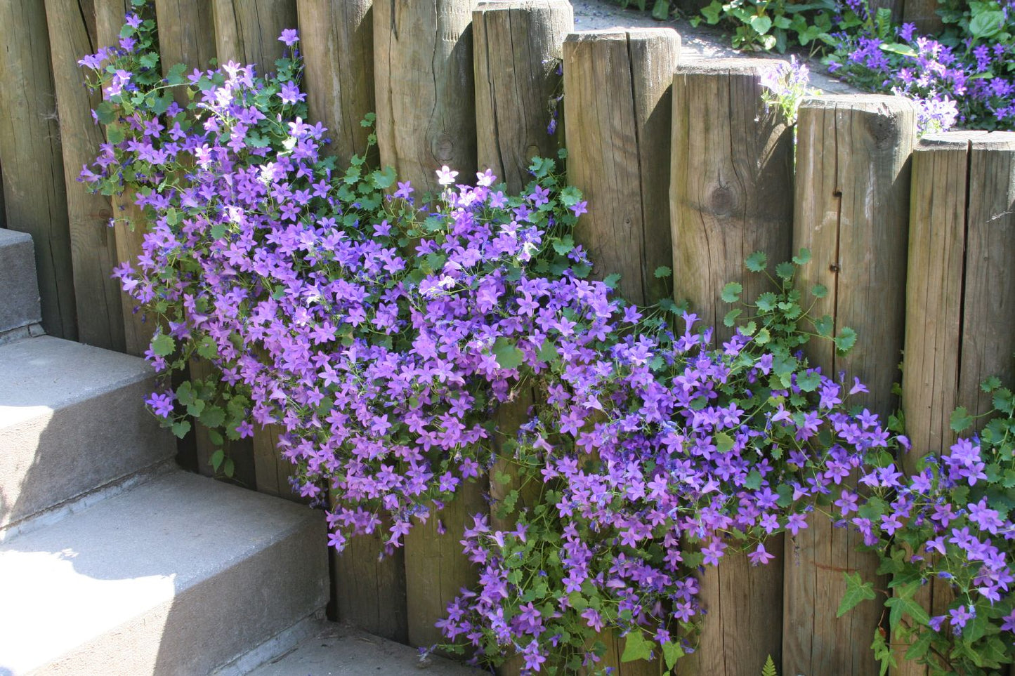 Campanula poscharskyana 'Blauranke' (Hängepolster-Glockenblume)