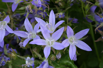 Campanula poscharskyana 'Blauranke' (Hängepolster-Glockenblume)