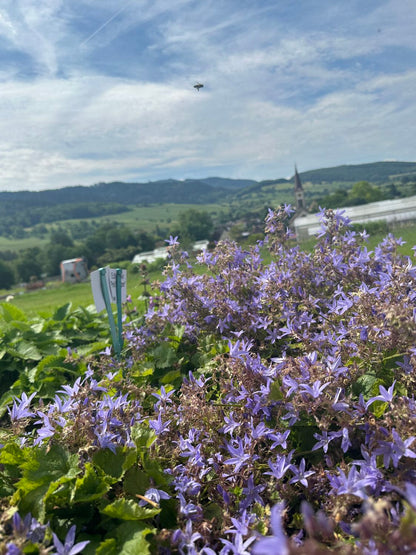 Campanula poscharskyana 'Blauranke' (Hängepolster-Glockenblume)
