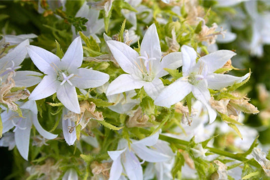 Campanula poscharskyana 'E.H. Frost' Hängepolster-Glockenblume