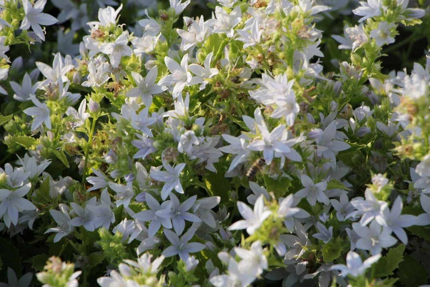 Campanula poscharskyana 'E.H. Frost' (Hängepolster-Glockenblume)