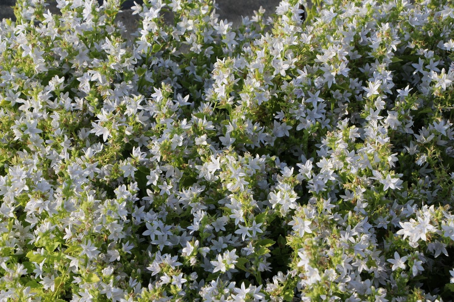 Campanula poscharskyana 'E.H. Frost' (Hängepolster-Glockenblume)