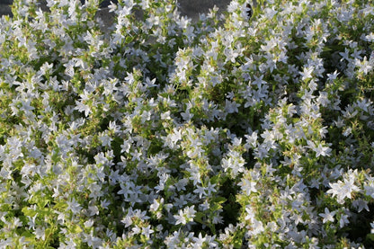 Campanula poscharskyana 'E.H. Frost' (Hängepolster-Glockenblume)