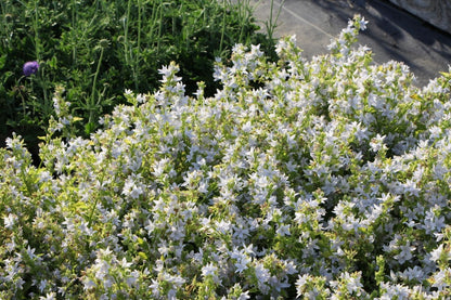 Campanula poscharskyana 'E.H. Frost' (Hängepolster-Glockenblume)