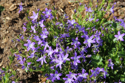 Campanula poscharskyana 'Stella' Hängepolster-Glockenblume