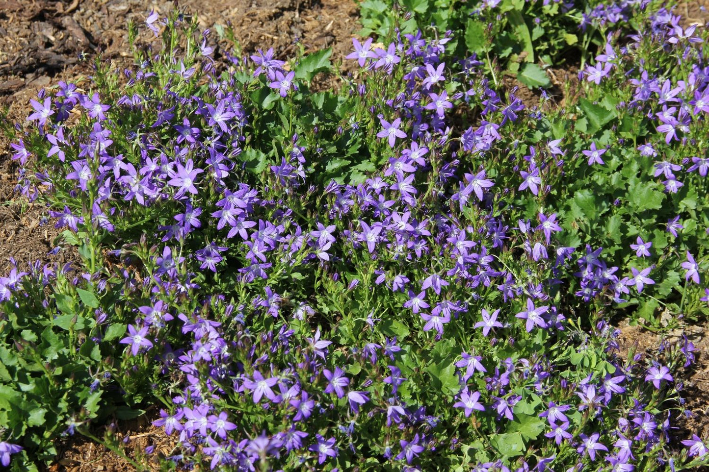 Campanula poscharskyana 'Stella' (Hängepolster-Glockenblume)