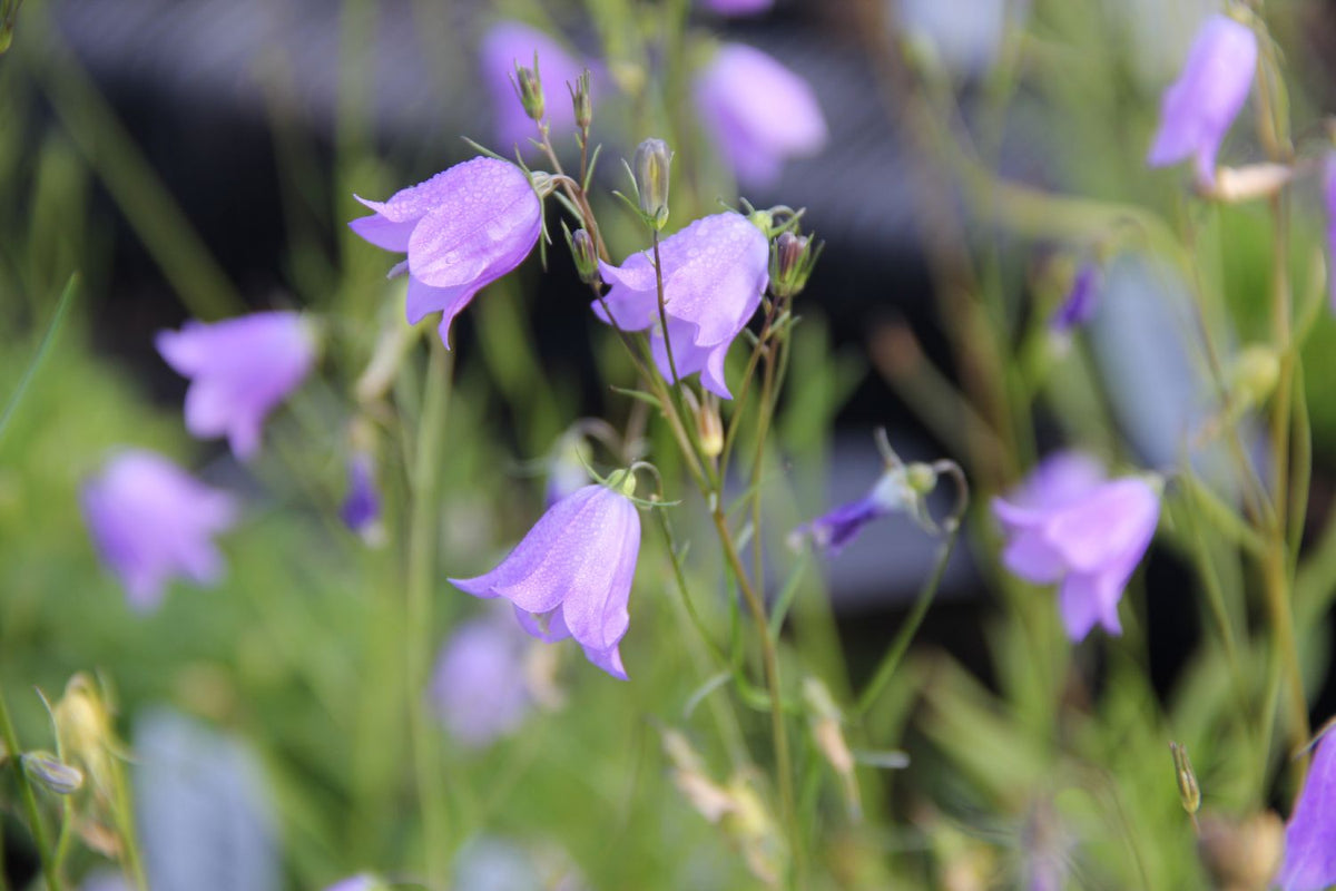 Campanula rotundifolia (Rundblättrige Glockenblume) - P 0,5
