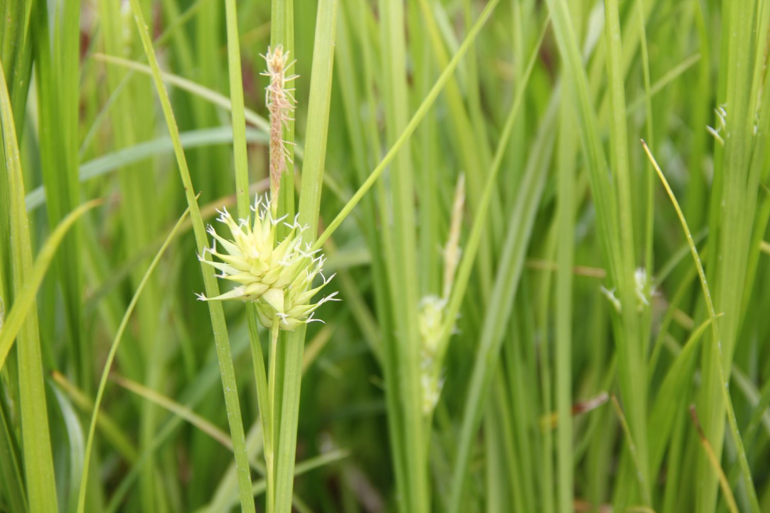 Carex grayi Morgenstern-Segge