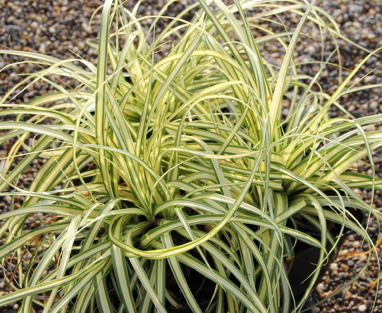 Carex hachijoensis 'Evergold' Oshima-Segge