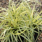 Carex hachijoensis 'Evergold' Oshima-Segge