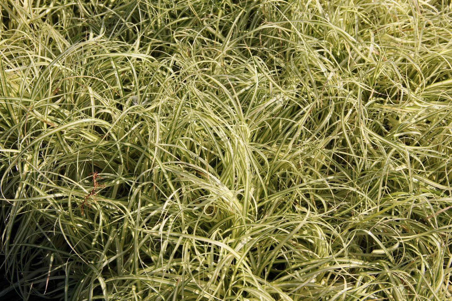 Carex hachijoensis 'Evergold' (Oshima-Segge)