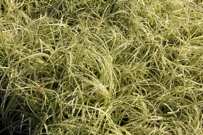 Carex hachijoensis 'Evergold' (Oshima-Segge)