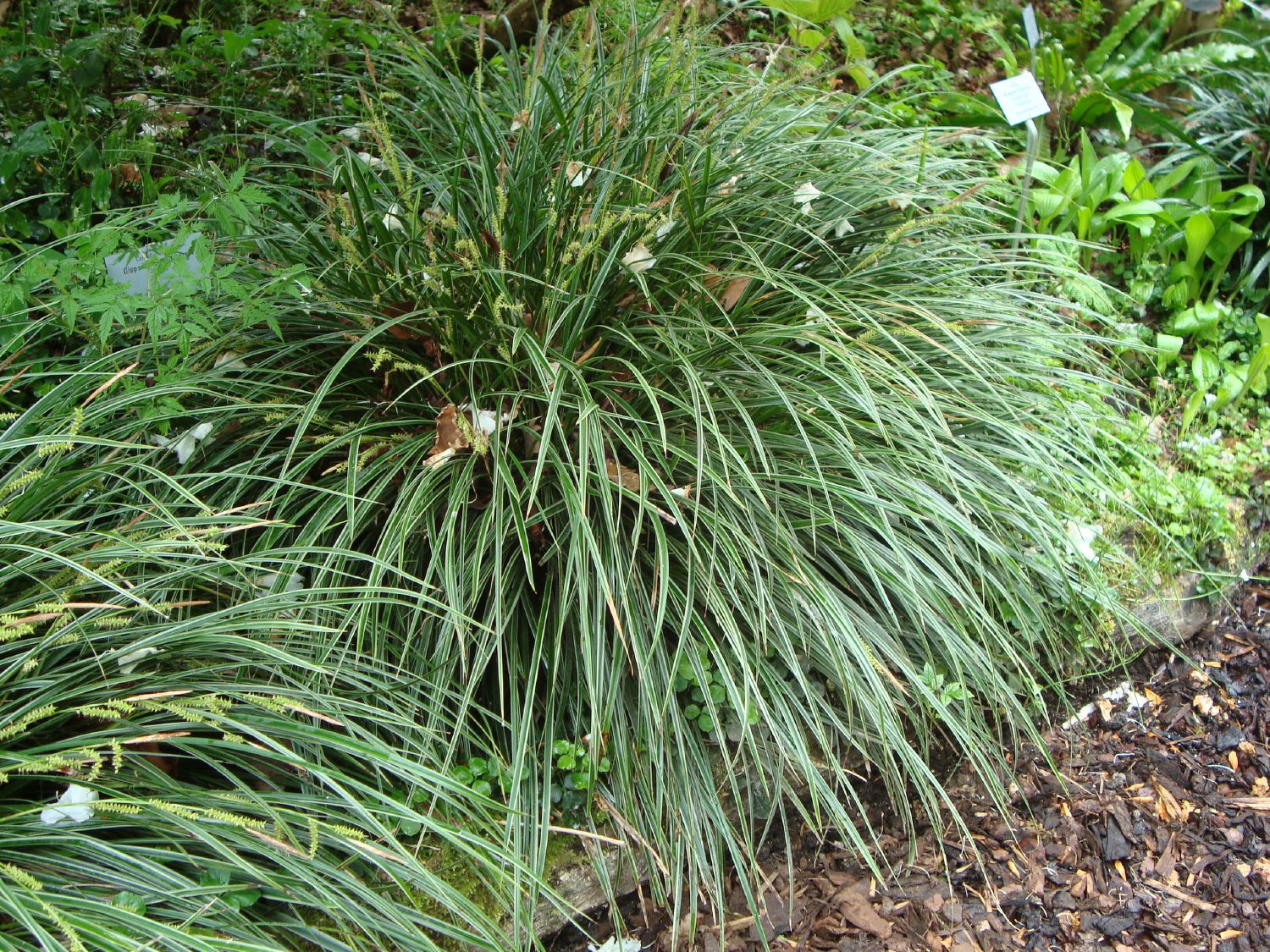 Carex morrowii 'Variegata' Bunte Japan-Segge