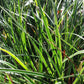Carex morrowii 'Variegata' (Bunte Japan-Segge)