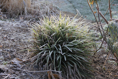 Carex morrowii 'Variegata' (Bunte Japan-Segge)