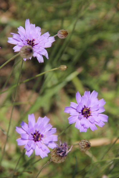 Catananche caerulea (Blaublühende Rasselblume)