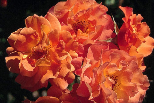 Rose 'Westerland' Strauchrose