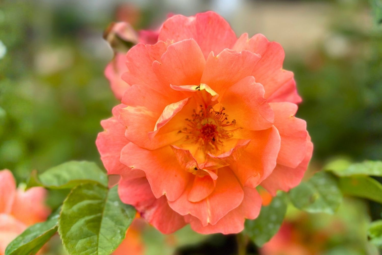 Rose 'Westerland' Strauchrose