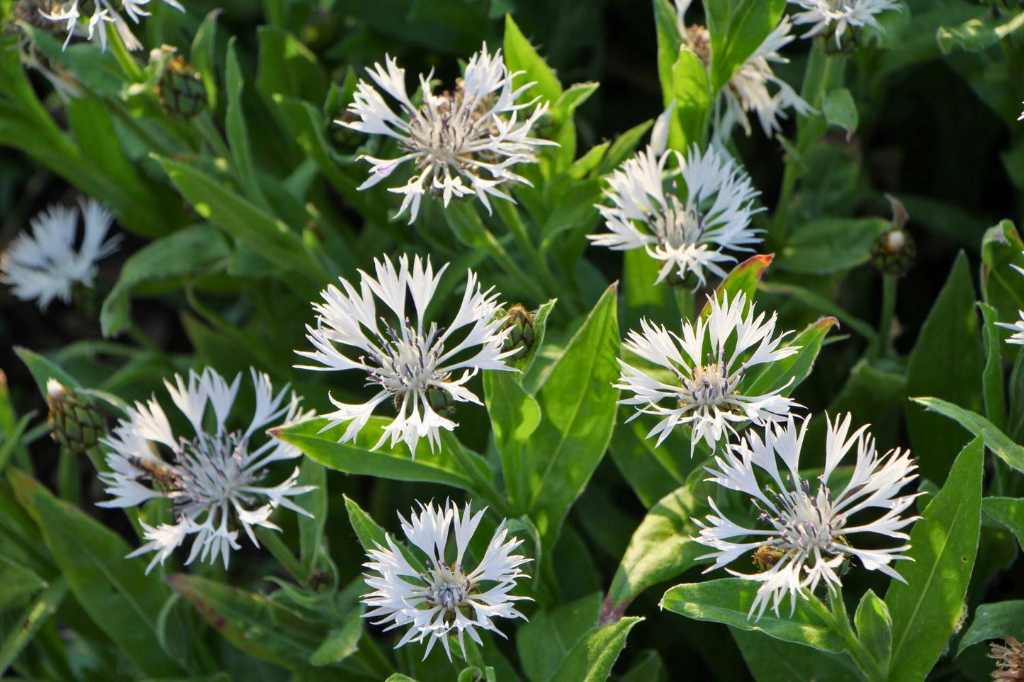 Centaurea montana 'Alba' (Weiße Berg-Flockenblume)