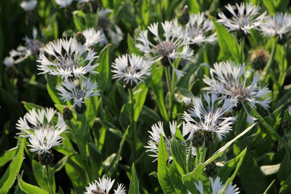 Centaurea montana 'Alba' (Weiße Berg-Flockenblume)