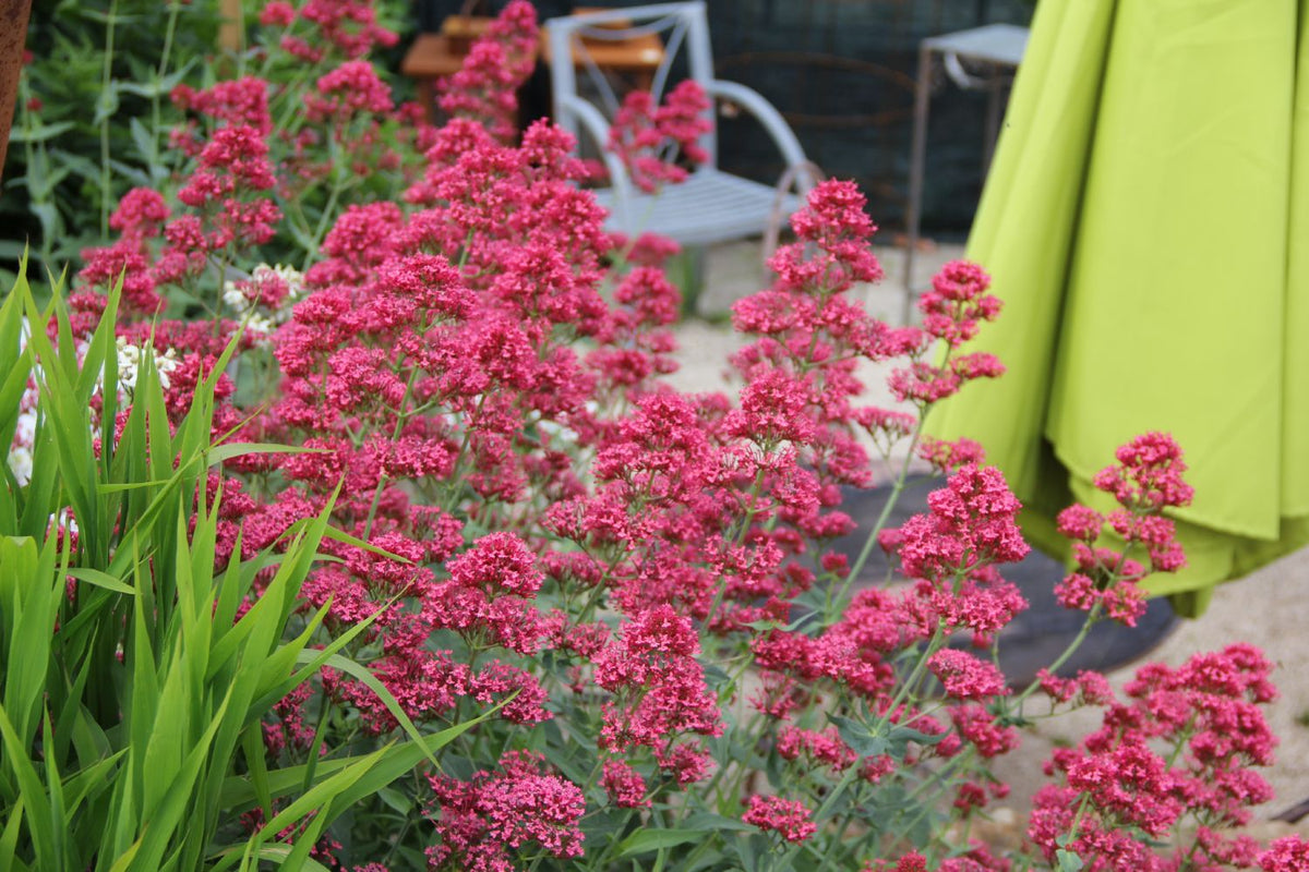 Centranthus ruber 'Coccineus' (Rotblühende Spornblume)