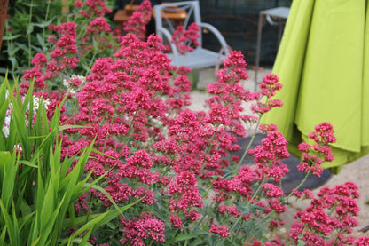 Centranthus ruber 'Coccineus' (Rotblühende Spornblume)
