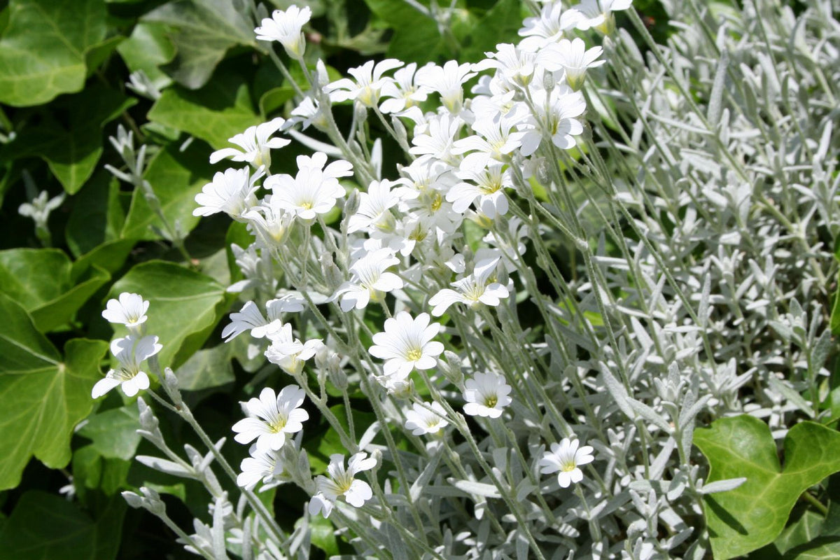 Cerastium tomentosum var. columnae (Hornkraut) - P 0,5