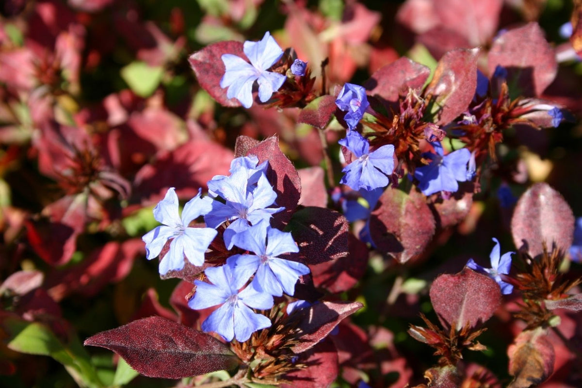 Ceratostigma plumbaginoides (Bleiwurz)