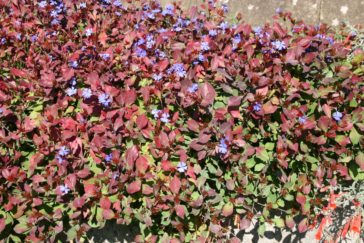 Ceratostigma plumbaginoides (Bleiwurz)