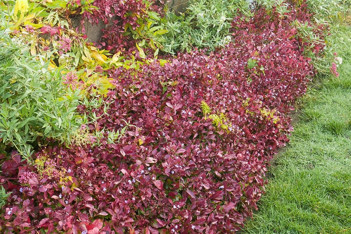 Ceratostigma plumbaginoides (Bleiwurz)