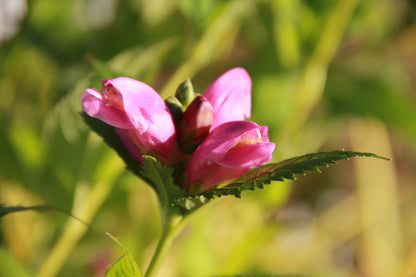 Chelone obliqua (Schiefer Schlangenkopf)