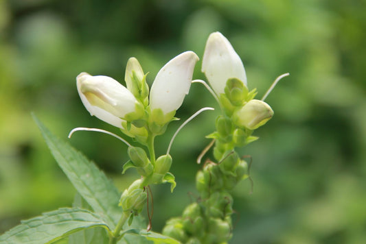 Chelone obliqua 'Alba' Weißer Schlangenkopf