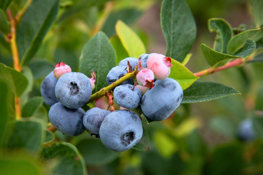 Vaccinium corymbosum 'Bluecrop' Heidelbeere