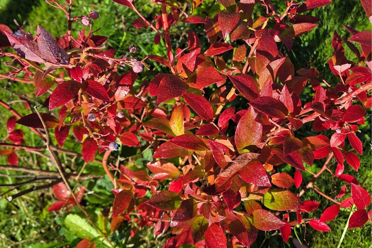 Vaccinium corymbosum 'Bluecrop' (Heidelbeere)