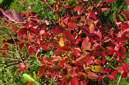 Vaccinium corymbosum 'Bluecrop' (Heidelbeere)