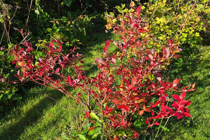 Vaccinium corymbosum 'Bluecrop' (Heidelbeere)