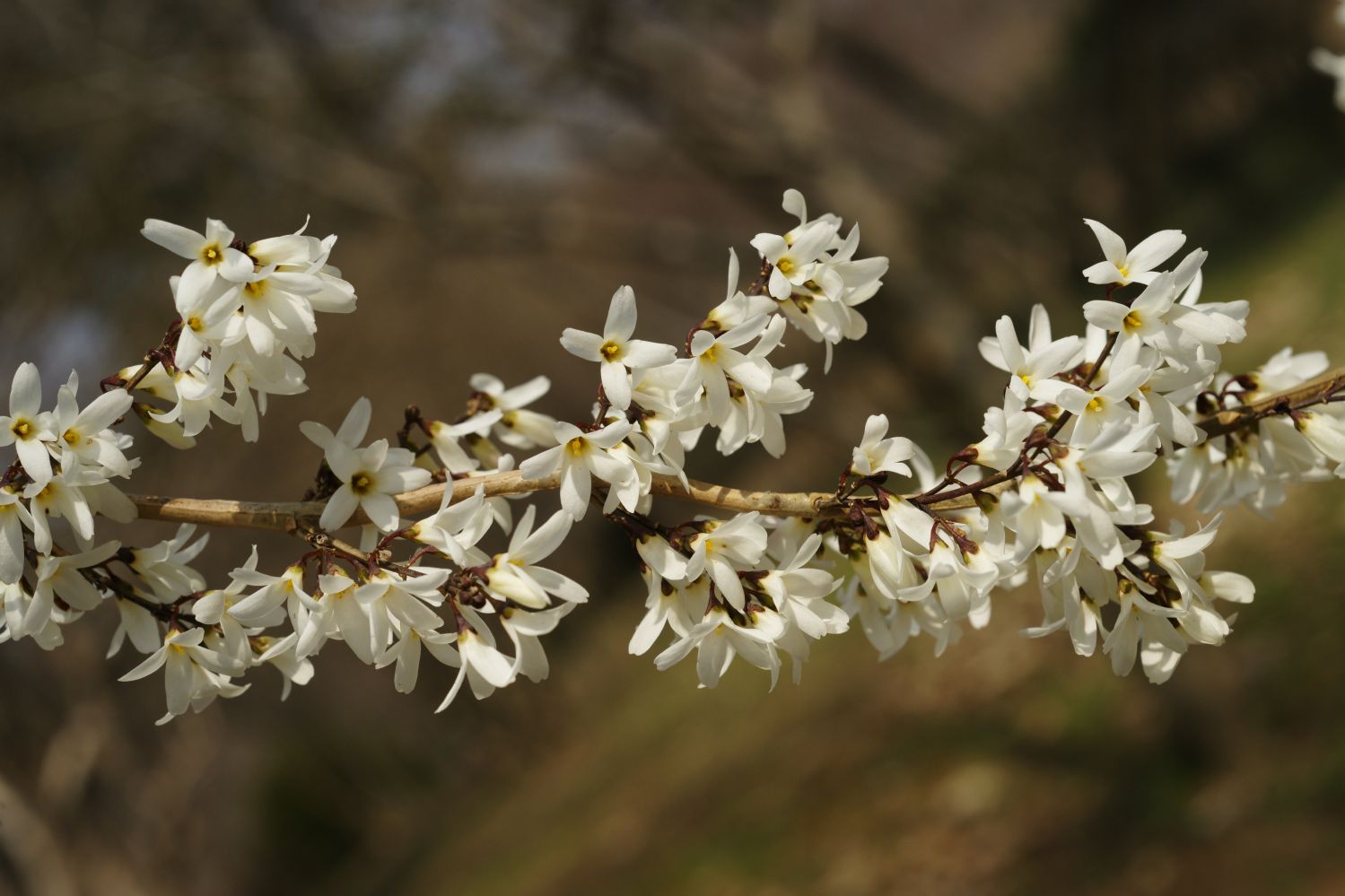 Abeliophyllum distichum Schneeforsythie