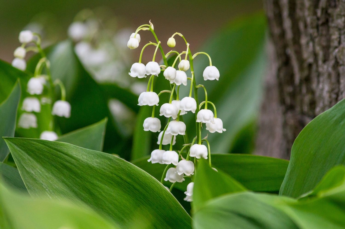 Convallaria majalis Maiglöckchen