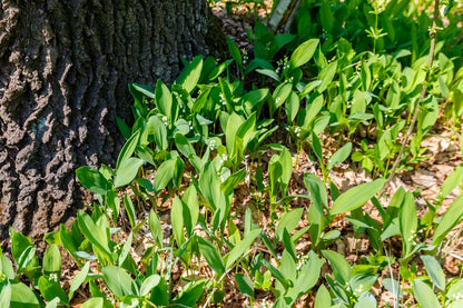 Convallaria majalis (Maiglöckchen)