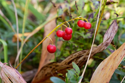 Convallaria majalis (Maiglöckchen)