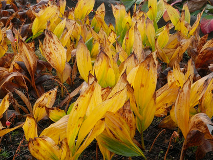 Convallaria majalis (Maiglöckchen)