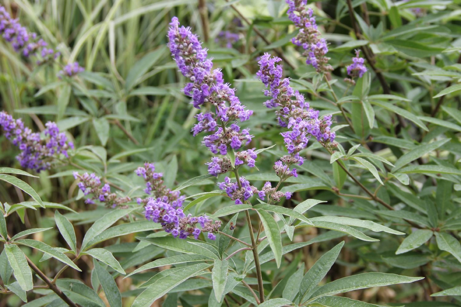 Vitex agnus-castus var. latifolia Mönchspfeffer