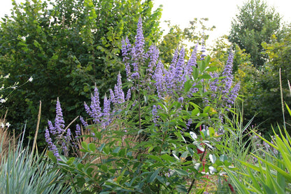 Vitex agnus-castus var. latifolia (Mönchspfeffer)